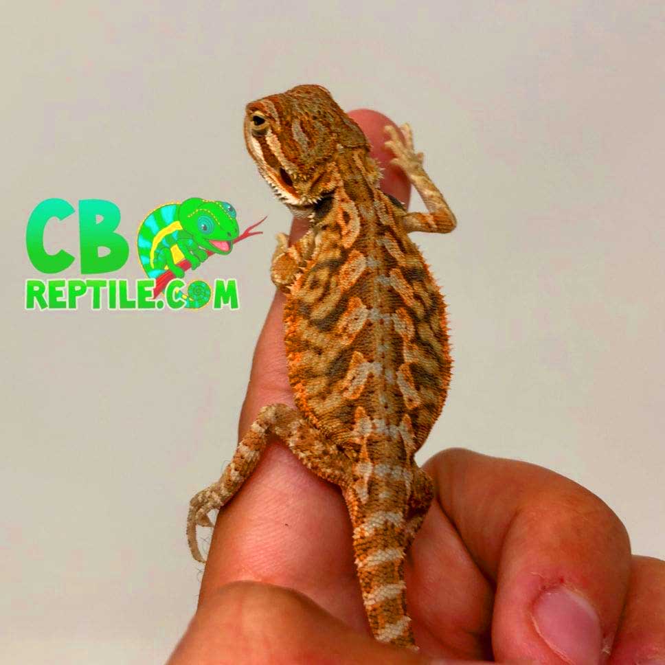reptiles for sale